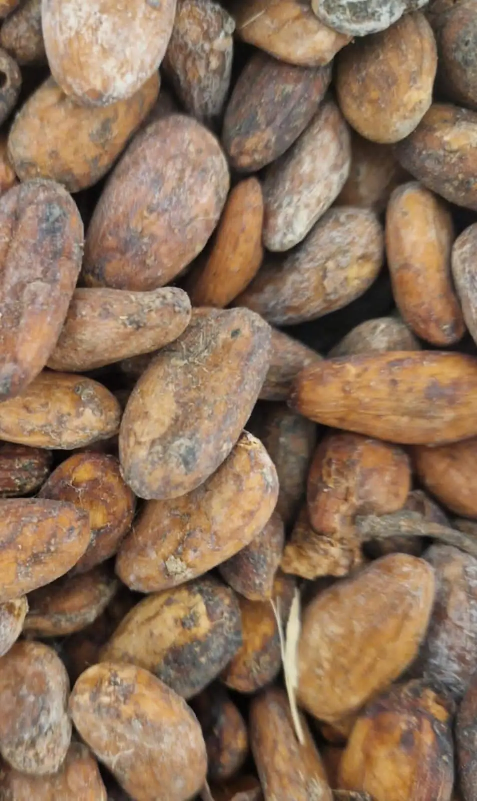 Cocoa Beans